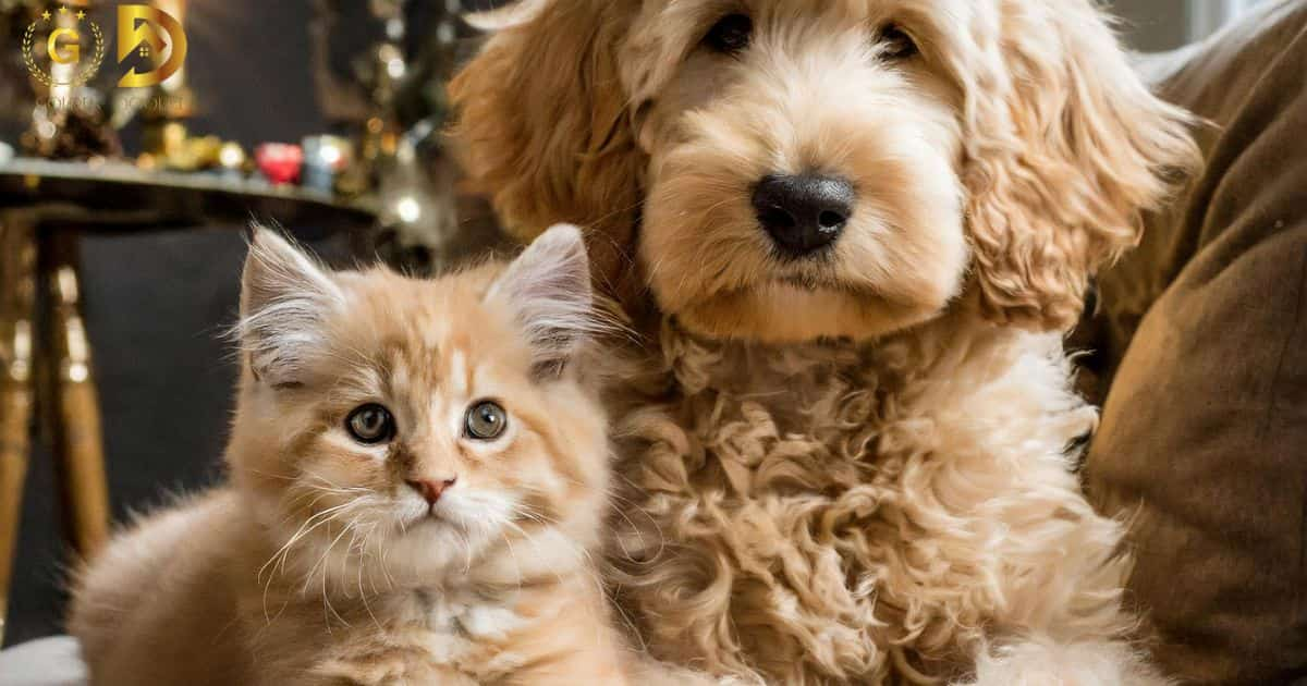 Are Goldendoodles Good With Cats