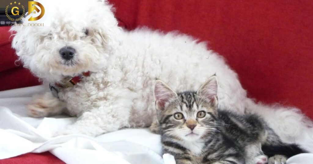 Cat-Friendly Traits in Goldendoodles