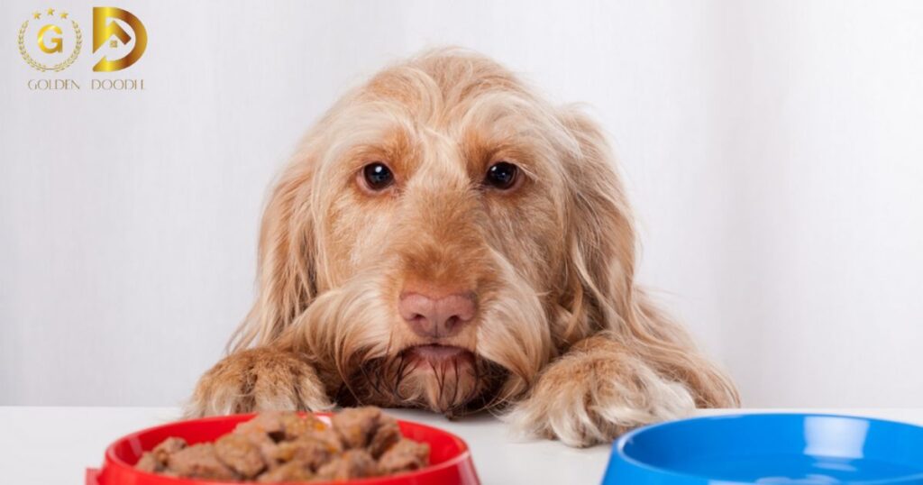 Common Allergens in Dog Food: