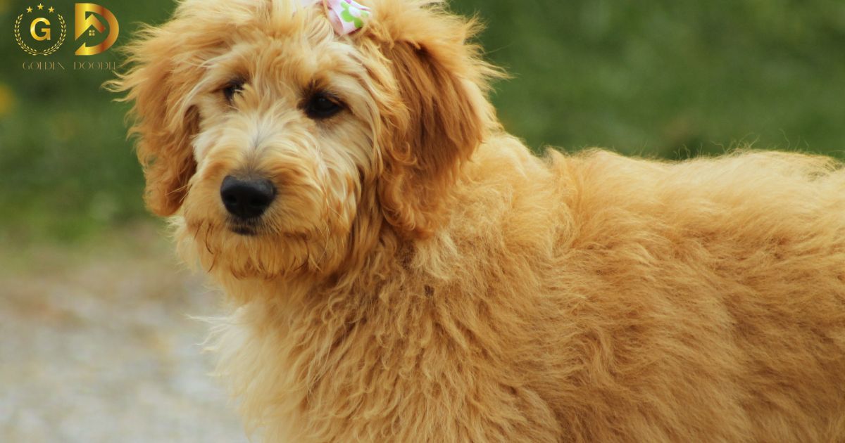 Do Goldendoodles Have Sensitive Stomachs