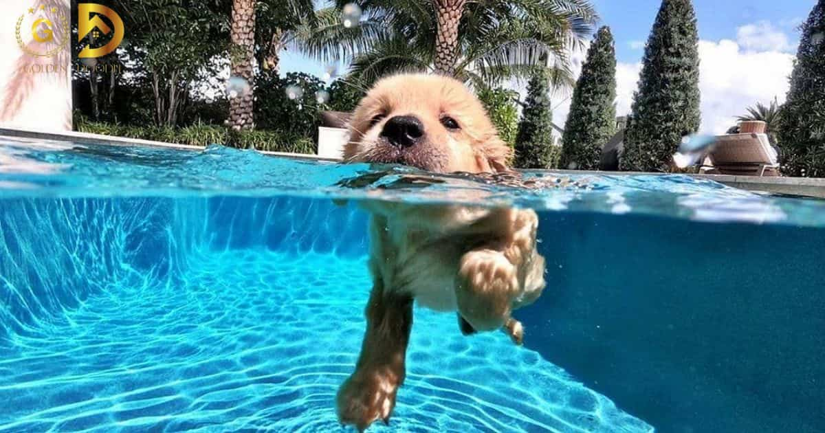 Do Goldendoodles Like To Swim