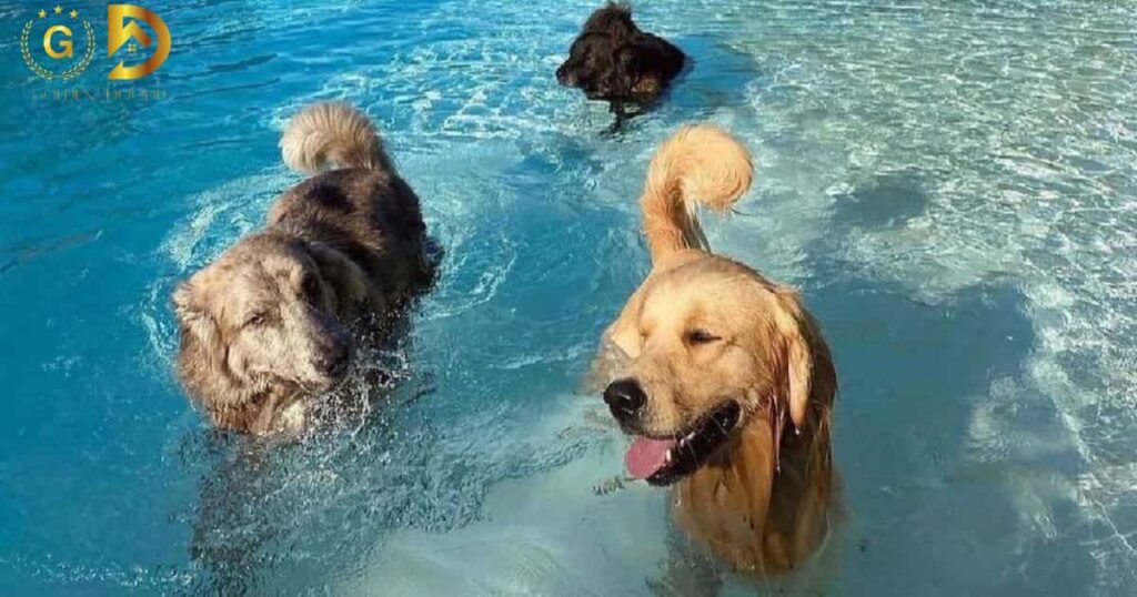 Do Goldendoodles Like To Swim