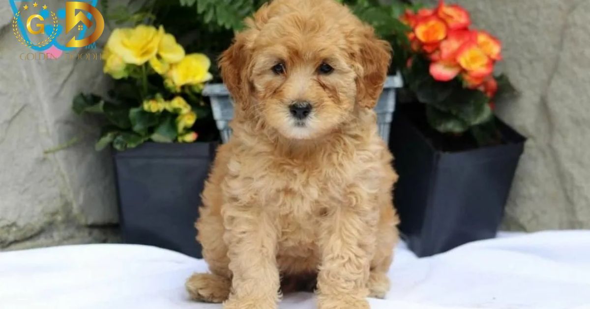 How Much To Feed A Goldendoodle Puppy