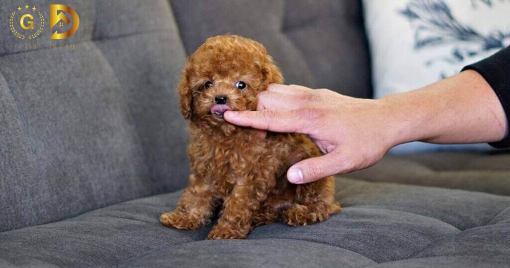 Full Grown Micro Mini Goldendoodle