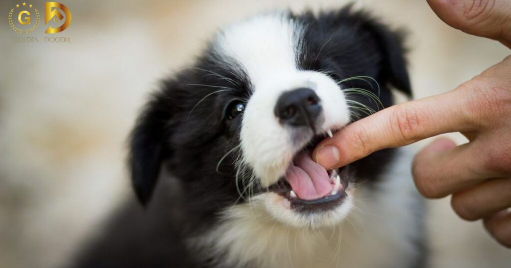 Goldendoodle Bite Prevention