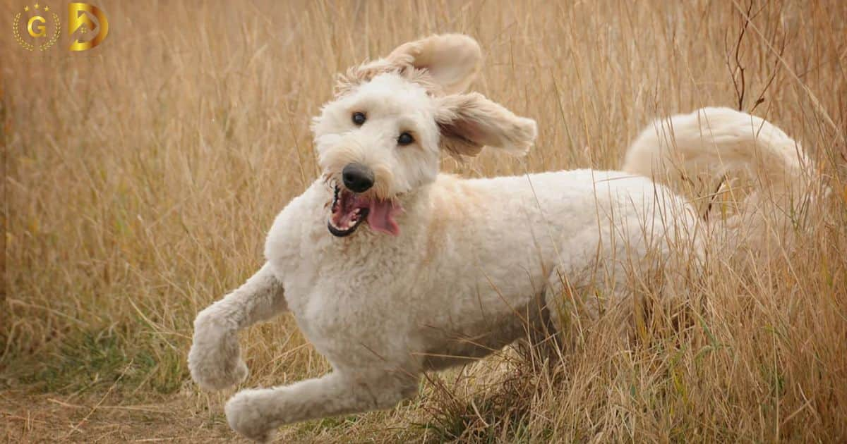 How Fast Can A Goldendoodle Run