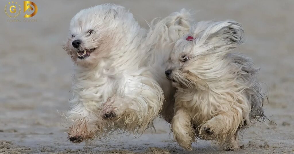 How Fast Can A Goldendoodle Run