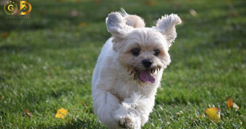 How fast can store a goldendoodle run