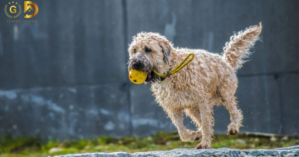 How Fast Can A Goldendoodle Run