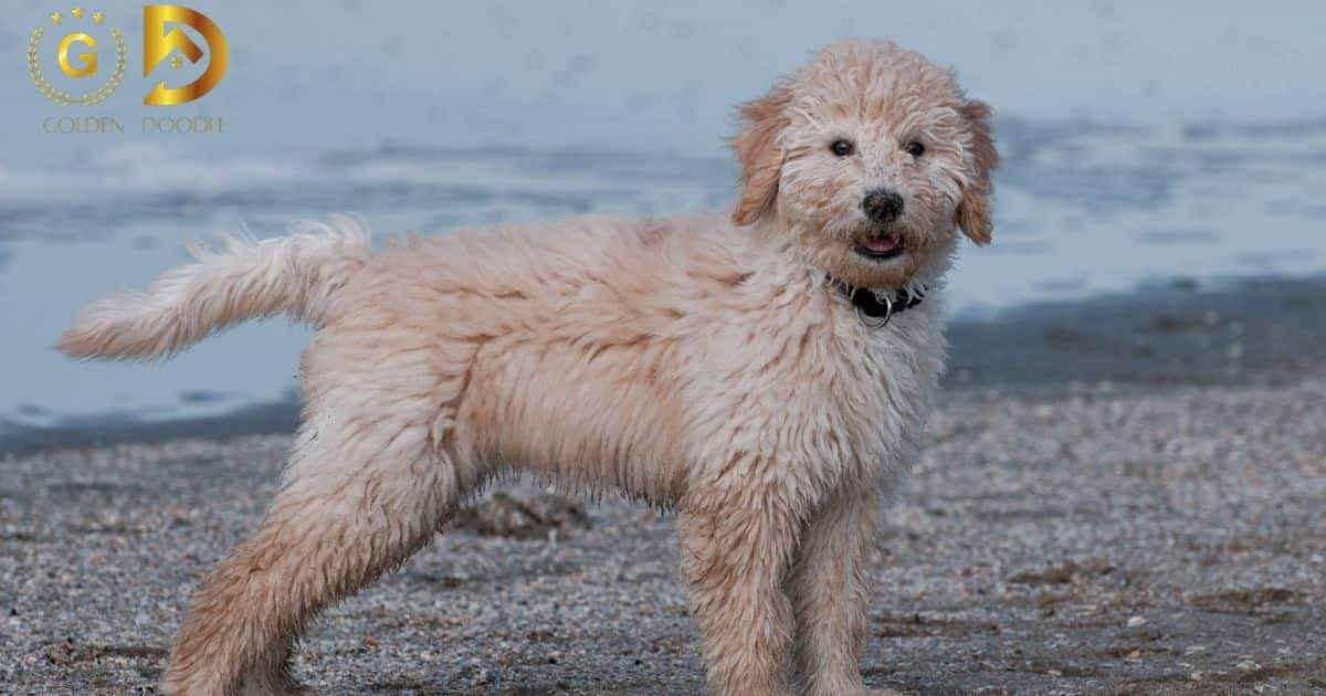 How Much Exercise Does a Goldendoodle Need