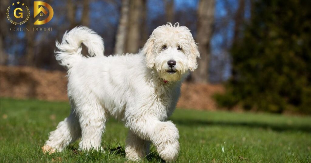 How Much Exercise Does a Goldendoodle Need