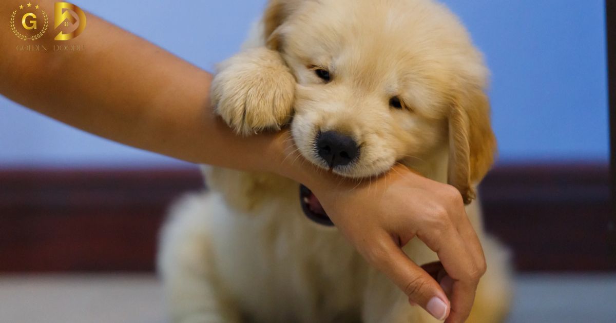 How To Train A Goldendoodle Puppy Not To Bite