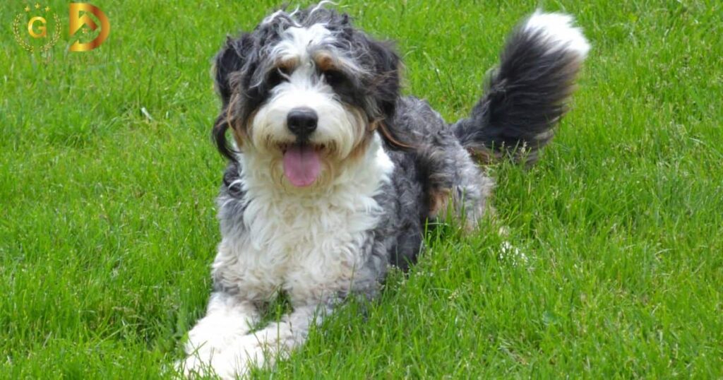 Merle Bernedoodle: Everything You Need to Know