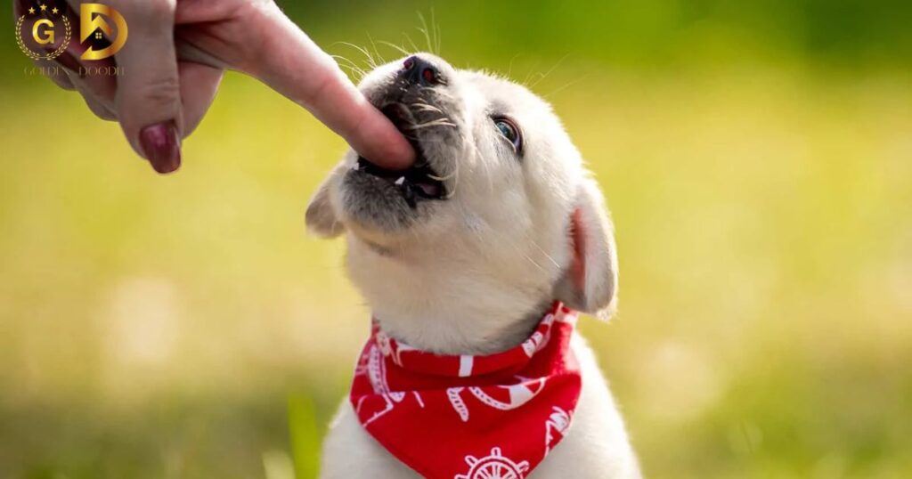 Puppy Chewing Guidance