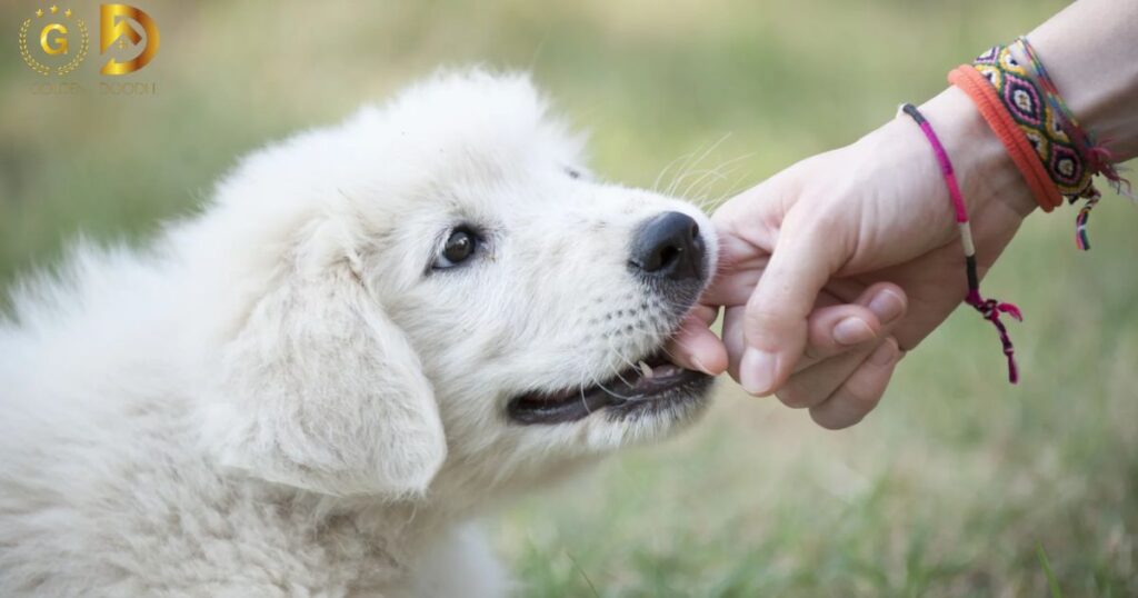 Stop Goldendoodle Biting