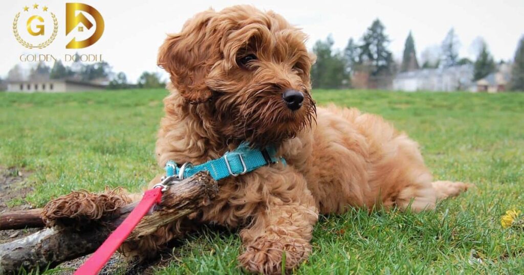 The Ultimate Guide to Goldendoodle Life Expectancy