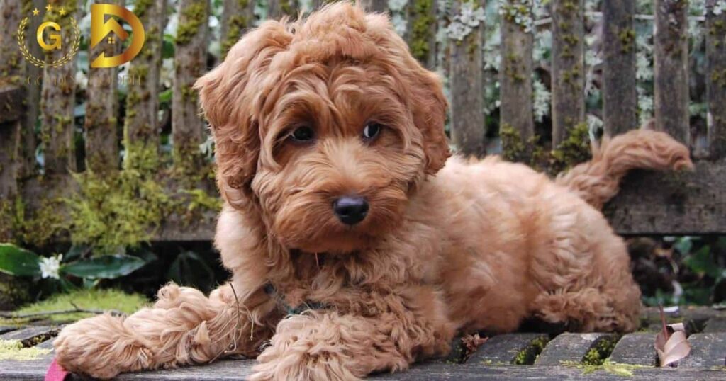 The Ultimate Guide to Goldendoodle Life Expectancy