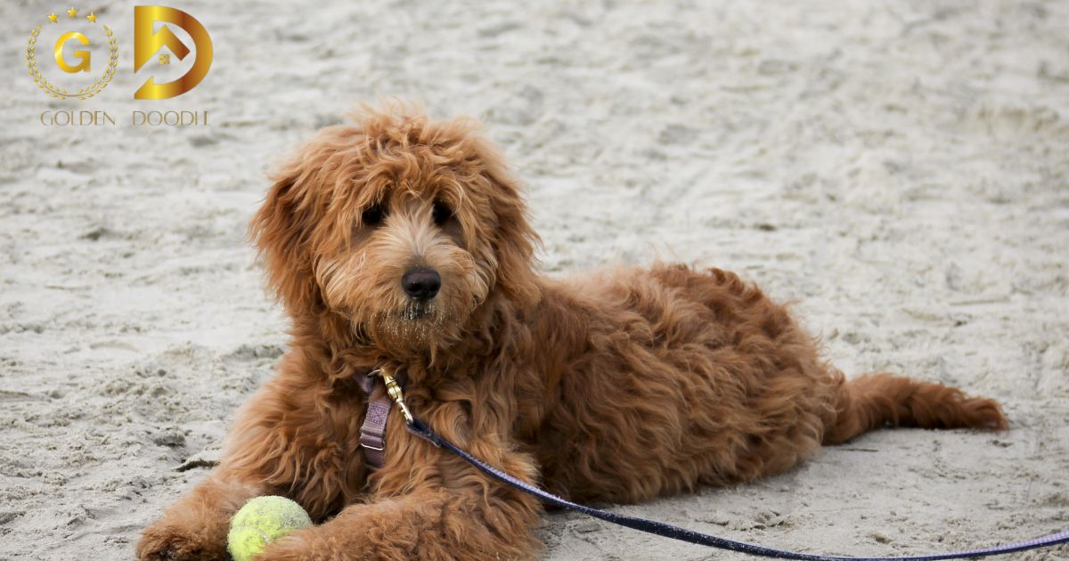 The Ultimate Guide to Goldendoodle Life Expectancy