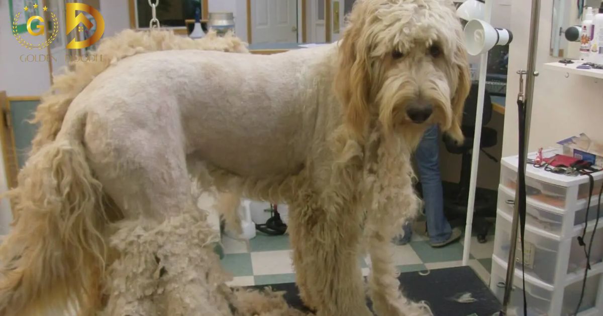 Shave A Goldendoodle