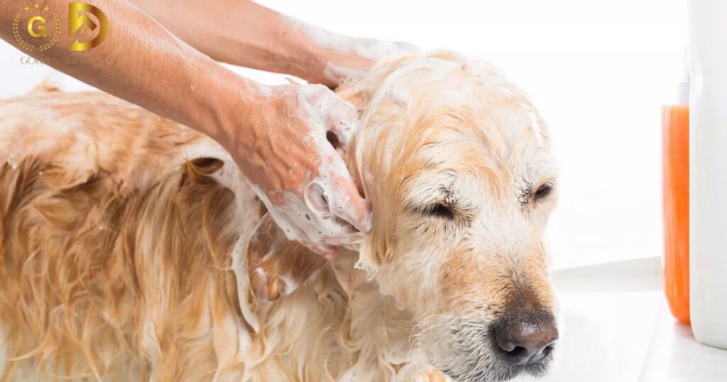 dog's overall well-being after grooming