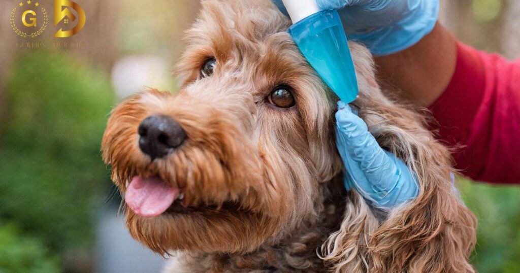 Apply ear cleaning solution as directed by the veterinarian