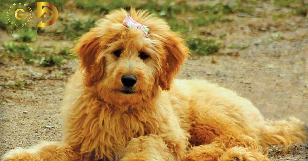 How Long Do Goldendoodles Live