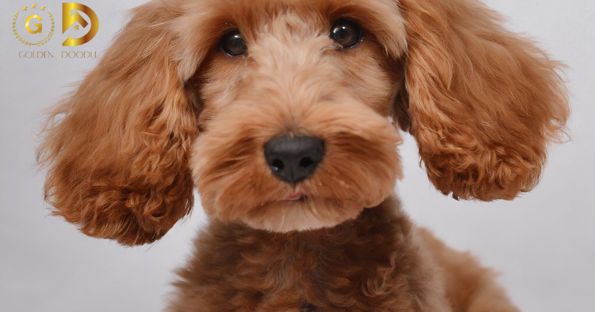 How To Clean Goldendoodle Ears