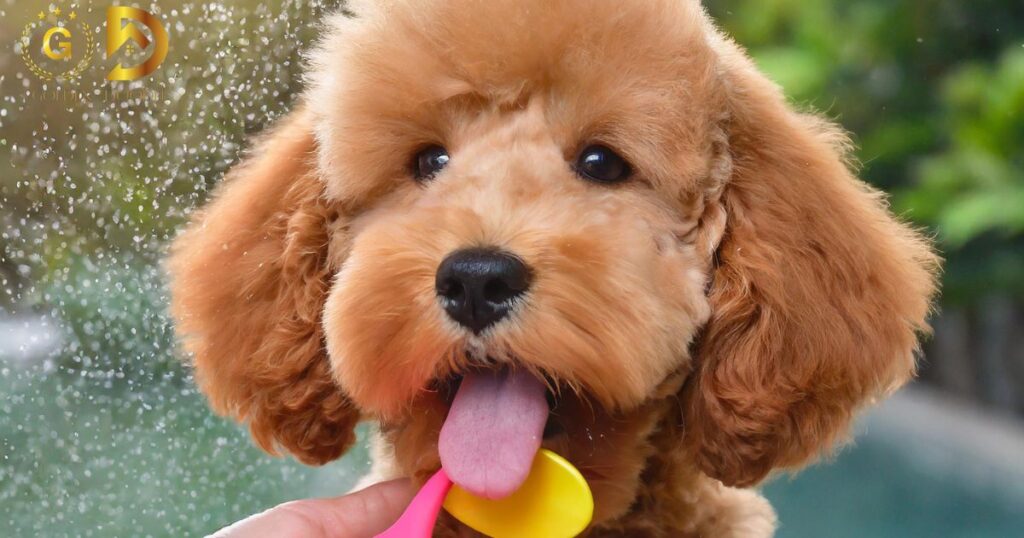 Introduce ear cleaning gradually to your Goldendoodle