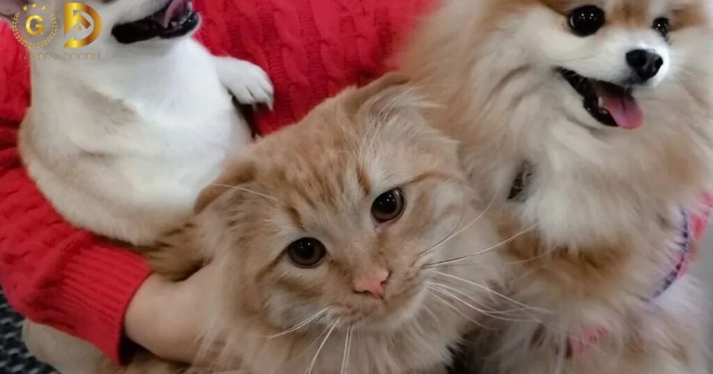 introducing a Goldendoodle to a household with cats