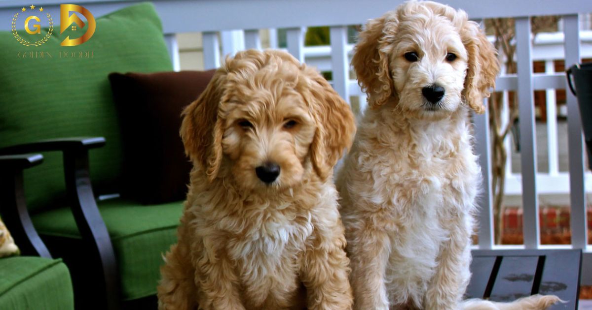 When Do Goldendoodles Stop Growing