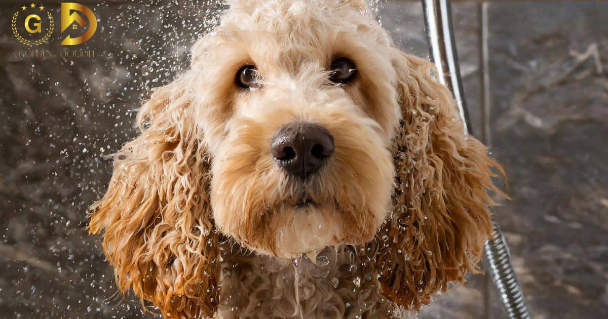 A GoldenDoodle Shower