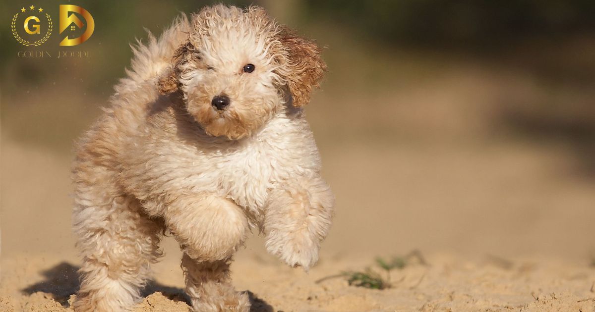 Are Goldendoodles Hypoallergenic