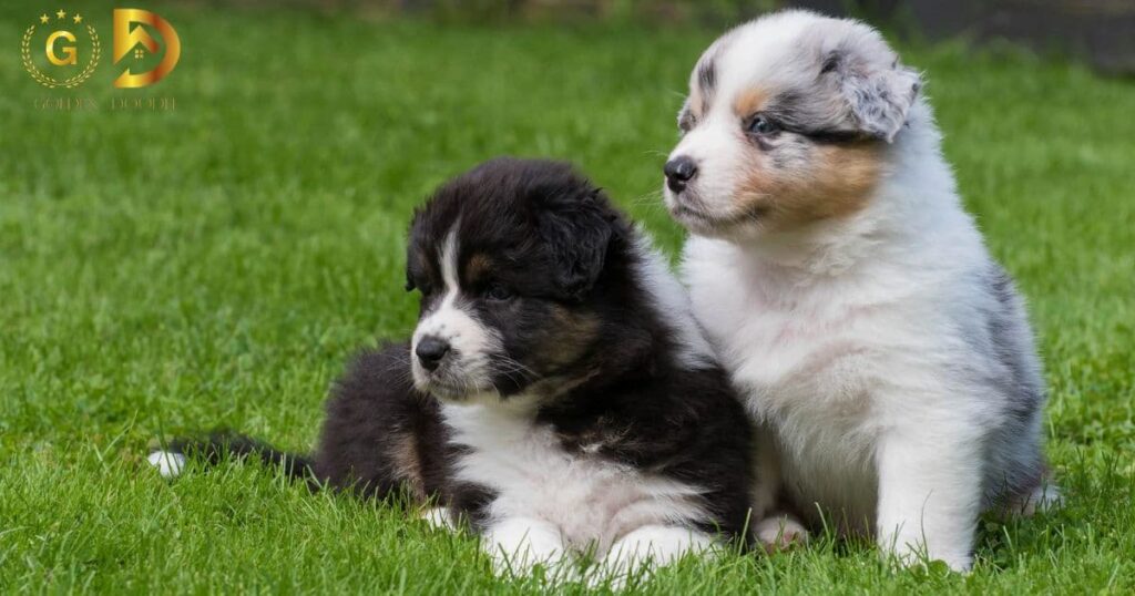 Australian Shepherd Puppy