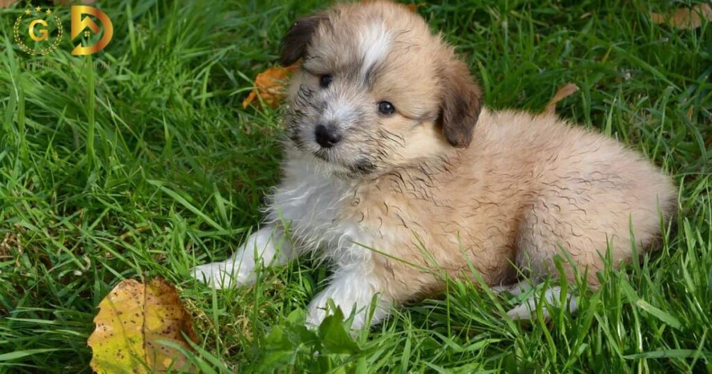 Australian Shepherd Puppy