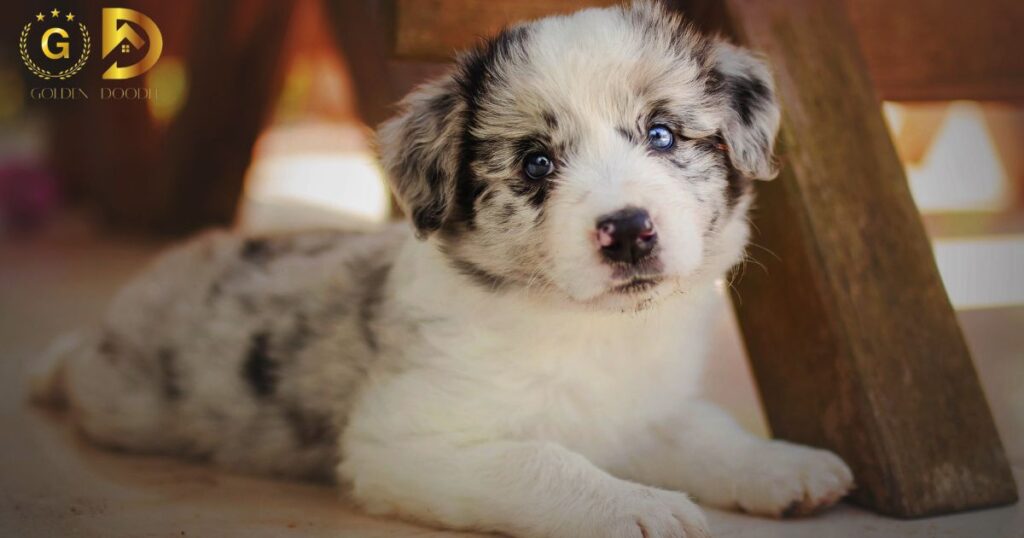 Australian Shepherd Puppy