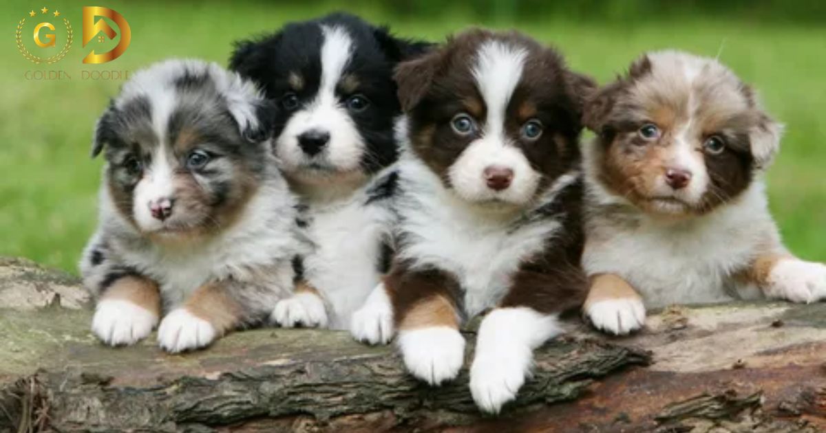 Australian Shepherd Puppy