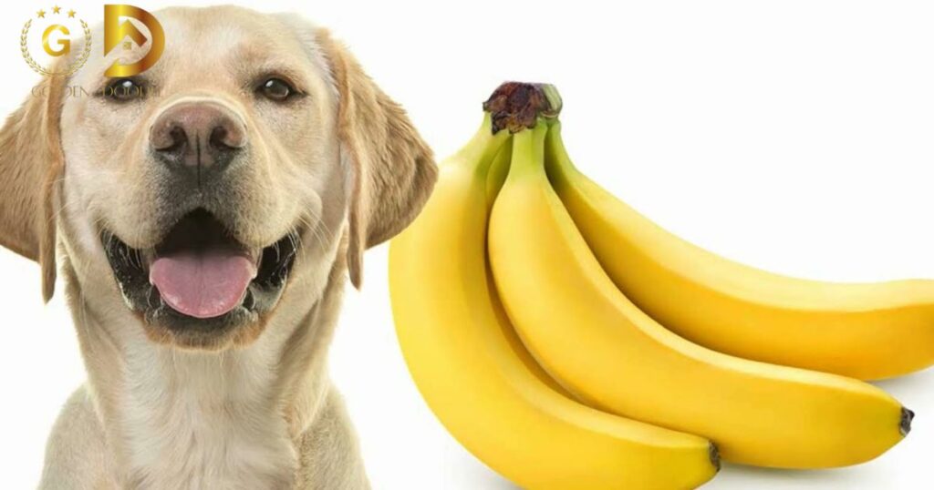 Benefits of Feeding Bananas to Dogs