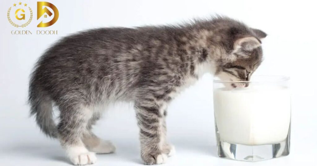 Can Cats Drink Milk