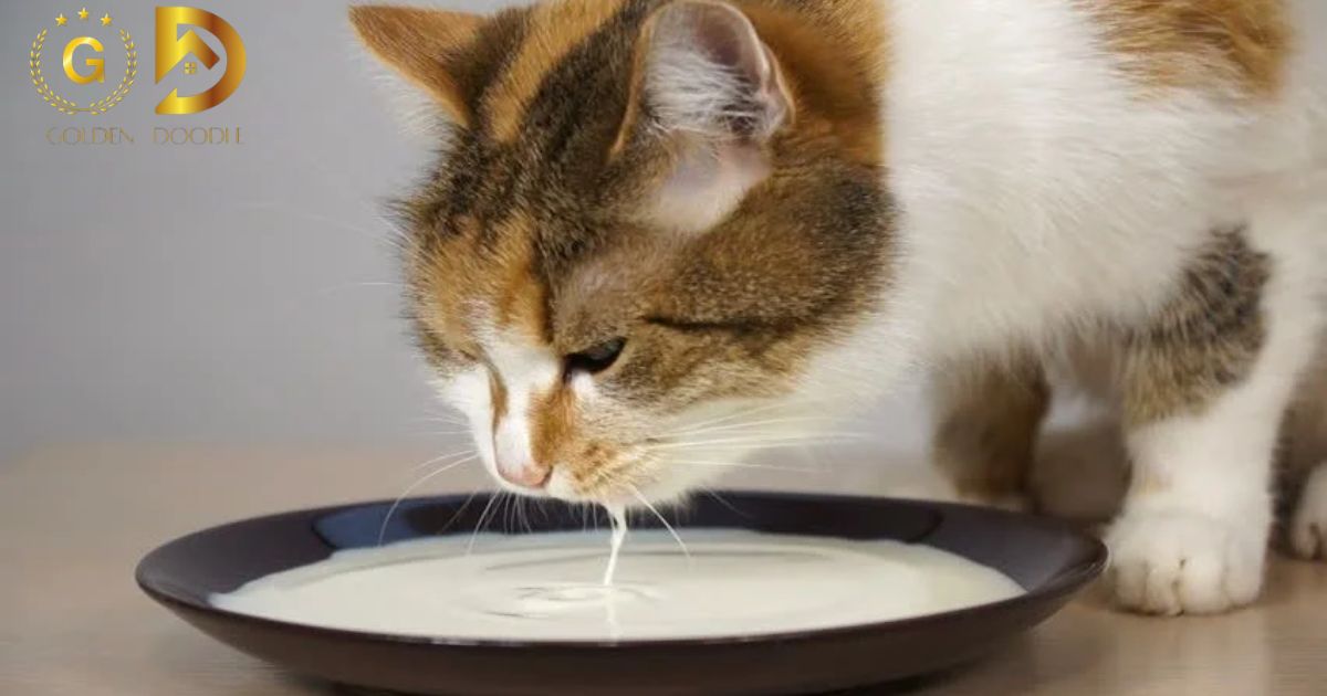 Can Cats Drink Milk