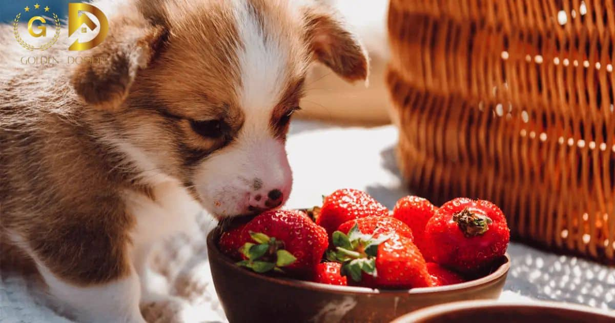 Can Dogs Eat Strawberries