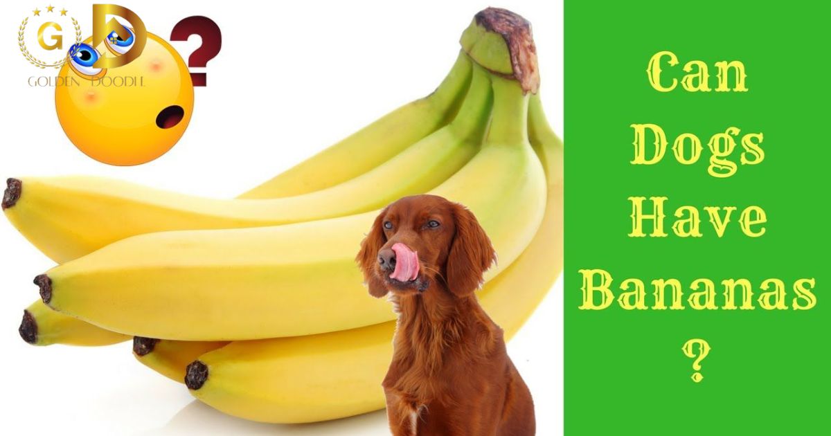 Can Dogs Have Bananas