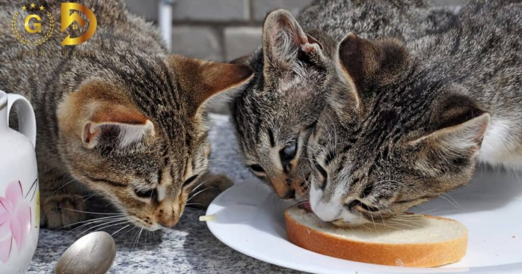 Cats Have Peanut Butter