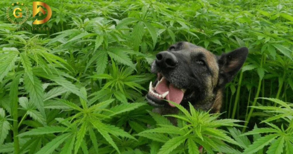 Choosing the Right CBD Oil for Your Dog