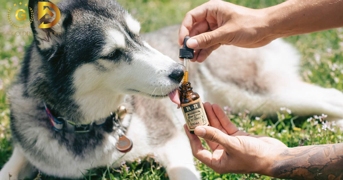 Cbd Oil For Dogs