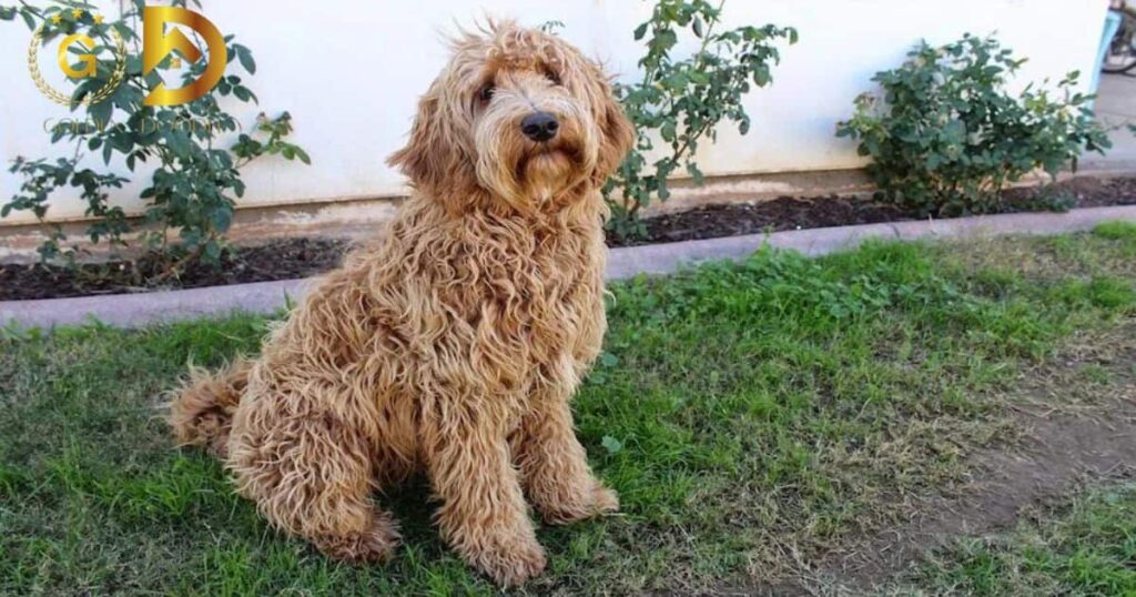 Choosing a Golden Doodle