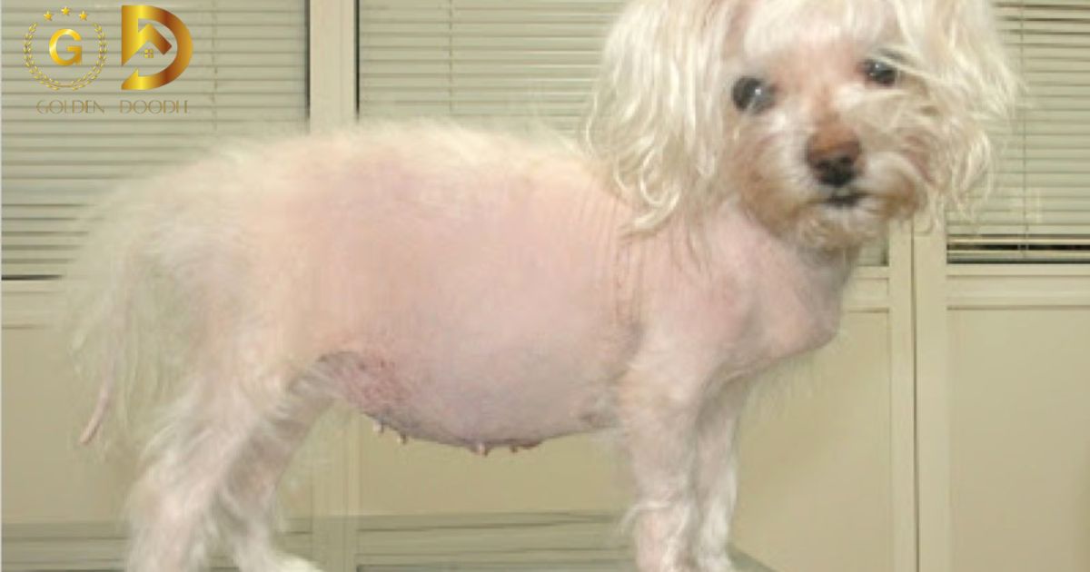 Cushing's Disease In Dogs