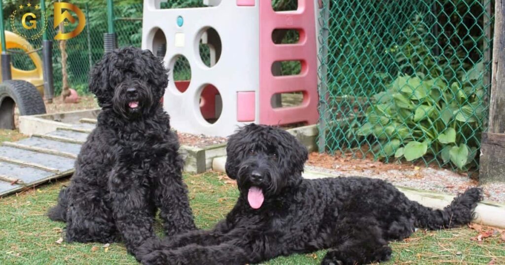 Difference Between Labradoodles and Goldendoodles