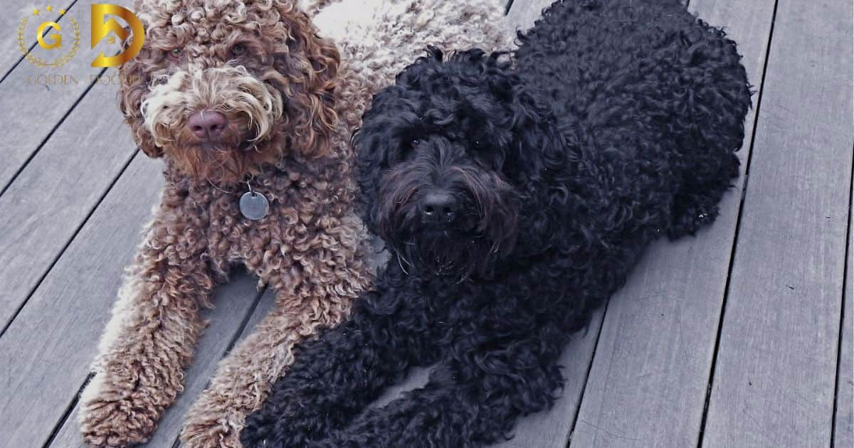 Difference Between Labradoodles and Goldendoodles