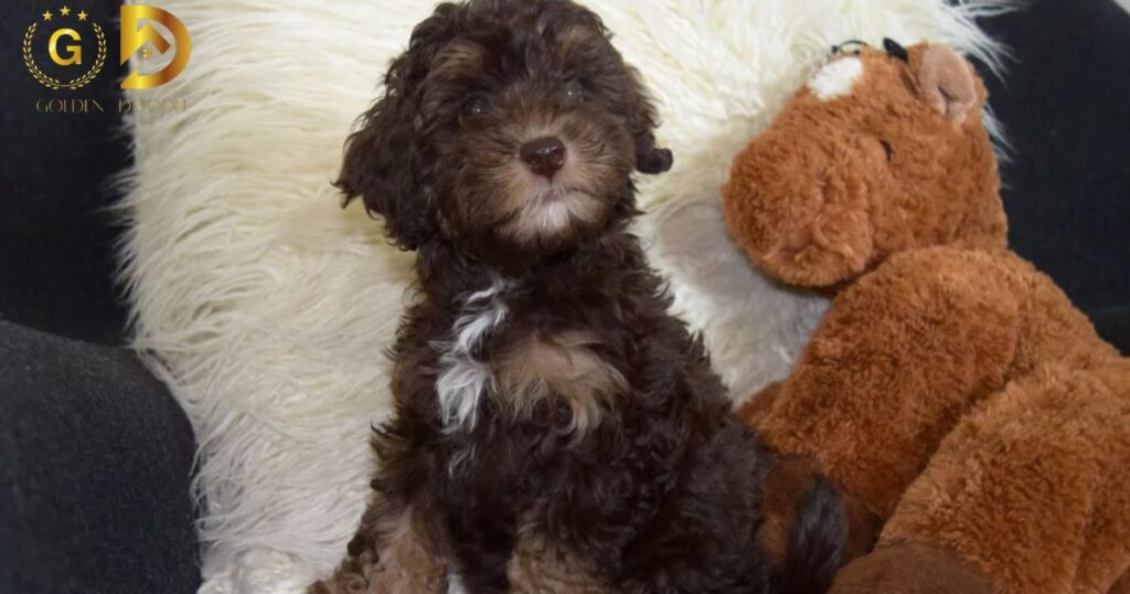 Difference Between Labradoodles and Goldendoodles