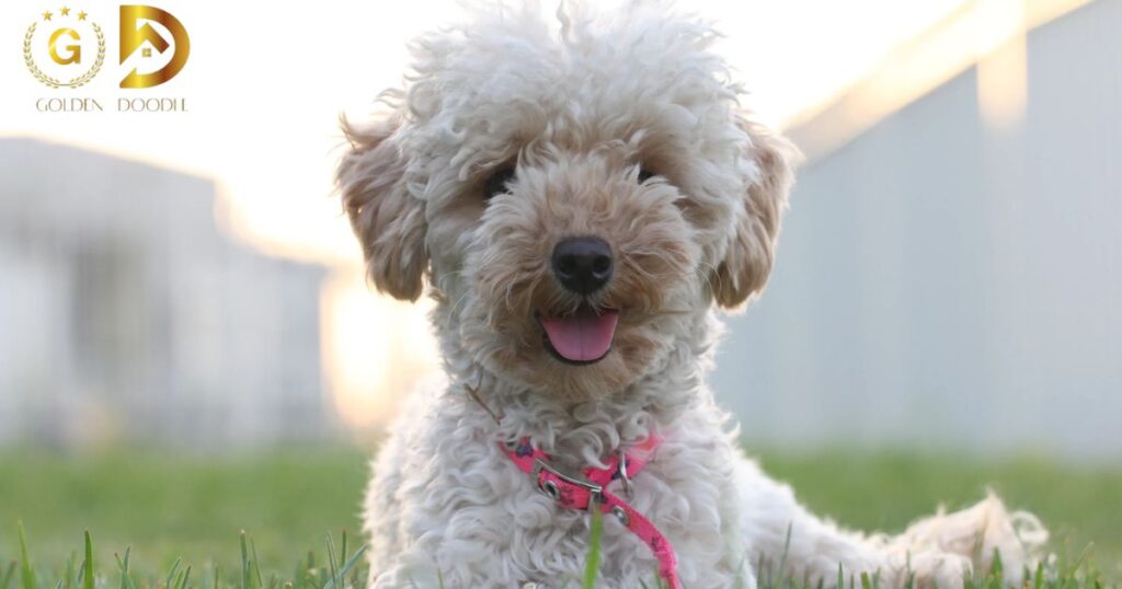 Difference Between Labradoodles and Goldendoodles